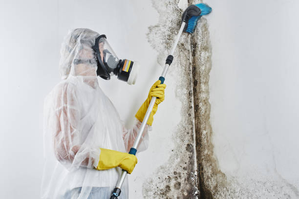 Best Post-Flood Mold Remediation in Catonsville, MD