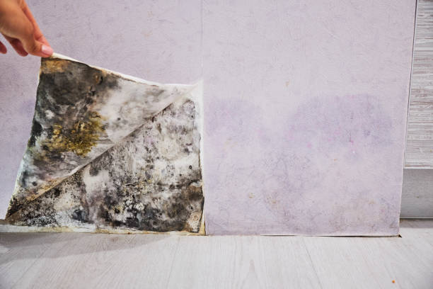 Catonsville, MD Mold Remediation Company